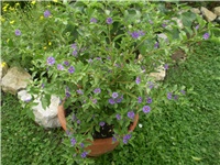 b6d61814-Picture 6335.jpg
